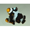 Amphiprion Black gladiator ACDP