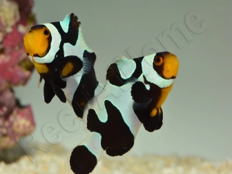 Amphiprion Black gladiator ACDP