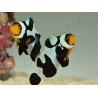 Amphiprion Black gladiator ACDP