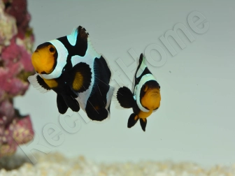 Amphiprion Black gladiator ACDP