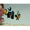 Amphiprion Black gladiator ACDP