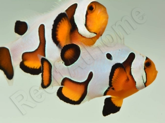 Amphiprion Gladiator Extrême élevage ACDP