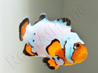 Amphiprion Frosbite élevage ACDP