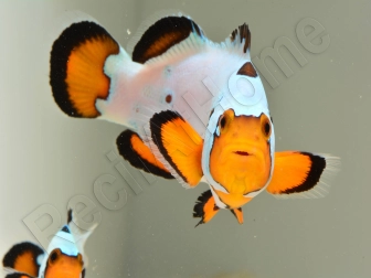 Amphiprion Frosbite élevage ACDP