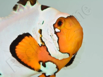 Amphiprion Frosbite élevage ACDP