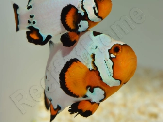 Amphiprion Frosbite élevage ACDP