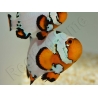 Amphiprion Frosbite élevage ACDP