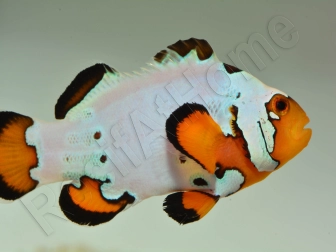 Amphiprion Frosbite élevage ACDP