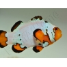 Amphiprion Frosbite élevage ACDP