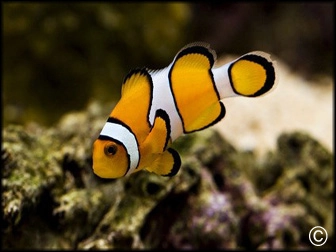 Amphiprion percula