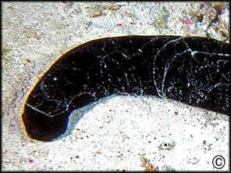 Holothuria Atra