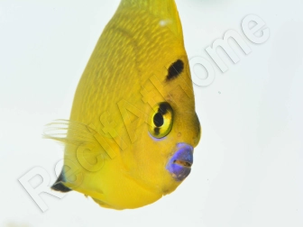 Apolemichthys xanthopunctatus Adulte élevage Bali aquarich