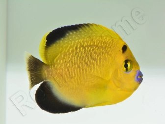 Apolemichthys xanthopunctatus Adulte élevage Bali aquarich