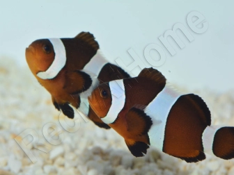 Amphiprion Ocellaris black 2-3 cm élevage Bali aquarich