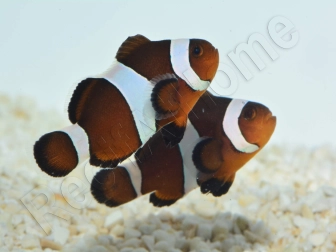 Amphiprion Ocellaris black 2-3 cm élevage Bali aquarich