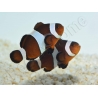 Amphiprion Ocellaris black 2-3 cm élevage Bali aquarich