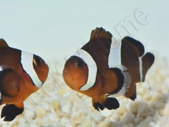 Amphiprion Ocellaris black 2-3 cm élevage Bali aquarich