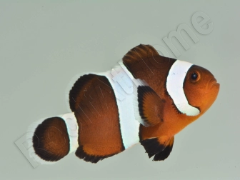 Amphiprion Ocellaris black 2-3 cm élevage Bali aquarich