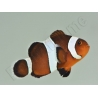 Amphiprion Ocellaris black 2-3 cm élevage Bali aquarich