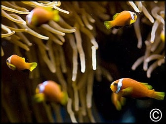 Amphiprion nigripes