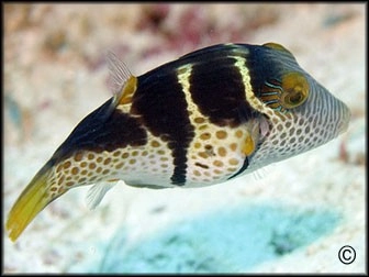 Canthigaster valentini