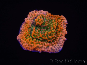 WYSIWYG RAH Montipora Phoenix evolution 11E4