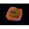 WYSIWYG RAH Montipora Phoenix evolution 11E4