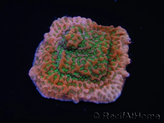 WYSIWYG RAH Montipora Phoenix evolution 11E4