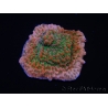 WYSIWYG RAH Montipora Phoenix evolution 11E4