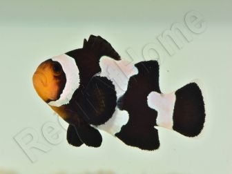 Amphiprion color black ice m Elevage France ACDP