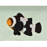 Amphiprion color black ice m Elevage France ACDP