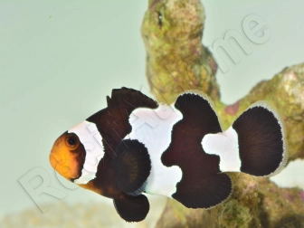 Amphiprion color black ice m Elevage France ACDP