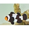 Amphiprion color black ice m Elevage France ACDP