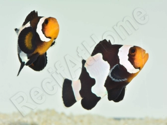 Amphiprion color black ice m Elevage France ACDP