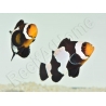 Amphiprion color black ice m Elevage France ACDP