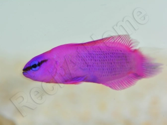 Pseudochromis fridmani  Ultra Elevage France ACDP