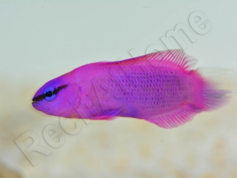Pseudochromis fridmani  Ultra Elevage France ACDP 3-5 cm