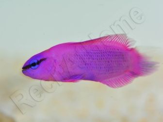 Pseudochromis fridmani  Ultra Elevage France ACDP