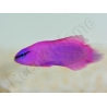 Pseudochromis fridmani  Ultra Elevage France ACDP