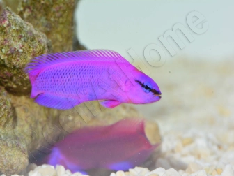 Pseudochromis fridmani  Ultra Elevage France ACDP