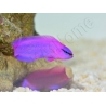 Pseudochromis fridmani  Ultra Elevage France ACDP