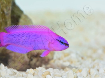 Pseudochromis fridmani  Ultra Elevage France ACDP