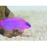 Pseudochromis fridmani  Ultra Elevage France ACDP