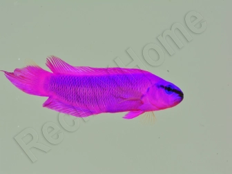 Pseudochromis fridmani  Ultra Elevage France MERS 