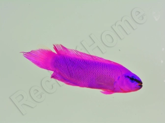 Pseudochromis fridmani  Ultra Elevage France MERS 