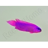 Pseudochromis fridmani  Ultra Elevage France MERS 