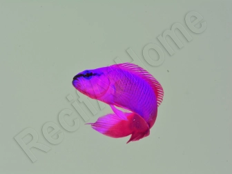 Pseudochromis fridmani  Ultra Elevage France MERS 