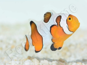 Amphiprion Gladiator Premium  élevage ACDP