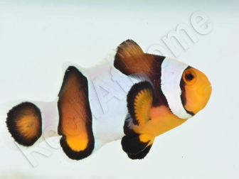 Amphiprion Mocha  élevage ACDP