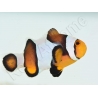 Amphiprion Mocha  élevage ACDP